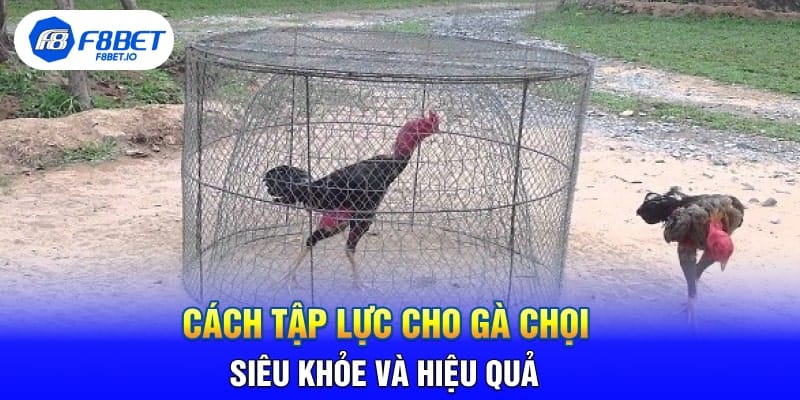 Cách Tập Lực Cho Gà Chọi Siêu Khỏe Và Hiệu Quả 