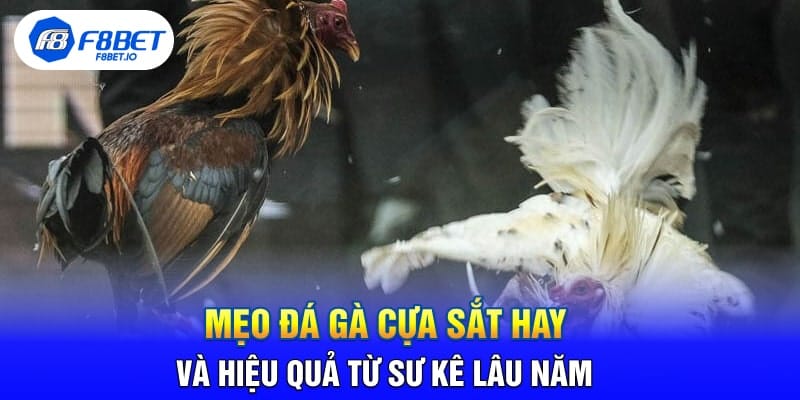 Mẹo Đá Gà Cựa Sắt Hay Và Hiệu Quả Từ Sư Kê Lâu Năm