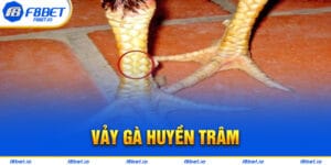 Vảy Gà Huyền Trâm – Cách Xem Cực Chuẩn Cho Người Mới 2024