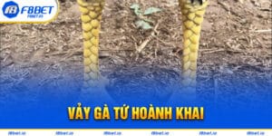 Vảy Gà Tứ Hoành Khai Và Những Điều Cần Biết 2024